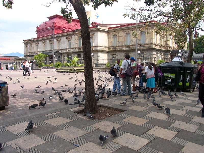 Stadttauben (Feral Pigeon, Columba livia var. domestica); Foto: 09.05.2012, San José