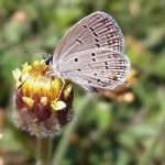 Bläulinge (Gossamer-winged Butterflies, Lycaenidae)