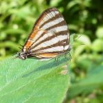 Schmetterlinge (Butterflies and Moths, Lepidoptera)