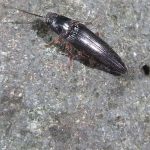Schnellkäfer (Click Beetles, Elateridae)