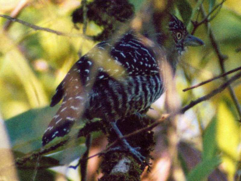 Männlicher Bindenameisenwürger (Barred Antshrike, Thamnophilus doliatus); Foto: 02/2004, Nähe La Selva Biological Station