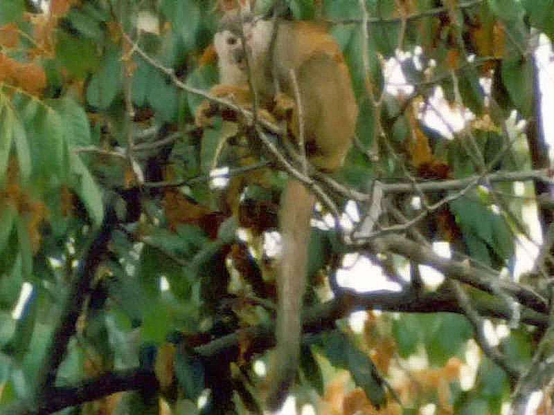 Altes Belegbild: Rotrücken-Totenkopfaffe (Red-backed Squirrel Monkey, Saimiri oerstedii); Foto: 03.05.2012, Limonal