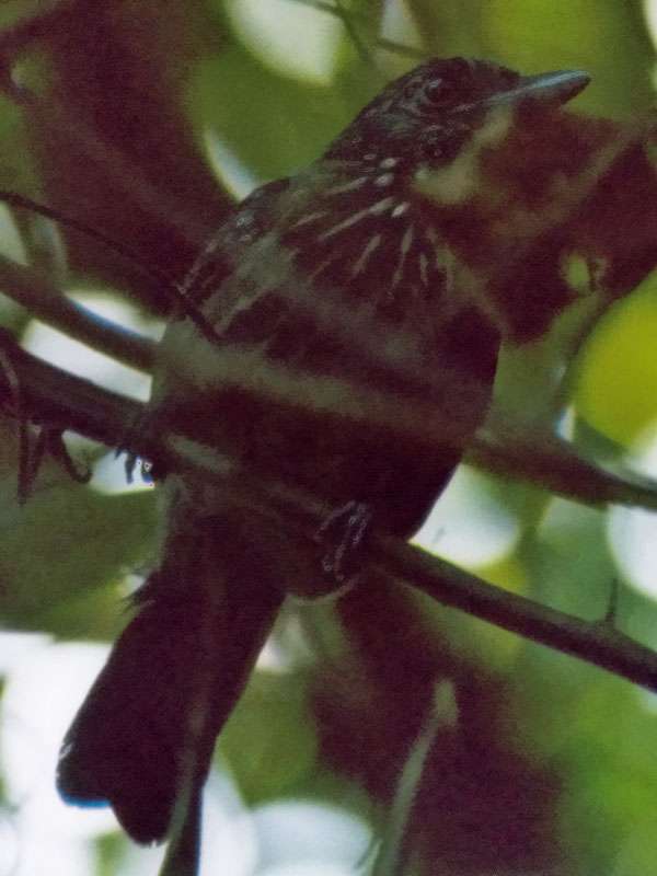 Weiblicher Kapuzenameisenwürger (Black-hooded Antshrike, Thamnophilus bridgesi); Foto: 05.02.2004, Manuel-Antonio-Nationalpark