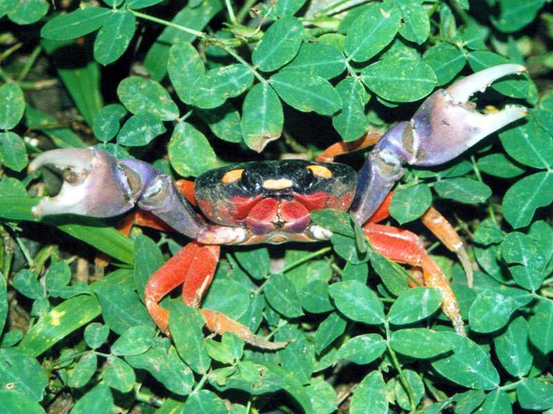Lila Halloween-Landkrabbe (Purple Halloween Land Crab, Gecarcinus quadratus); Foto: 05.04.2004, Puerto Quepos