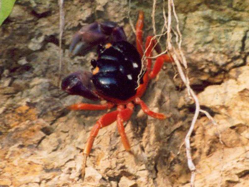 Lila Halloween-Landkrabbe (Purple Halloween Land Crab, Gecarcinus quadratus); Foto: 05.04.2004, Puerto Quepos