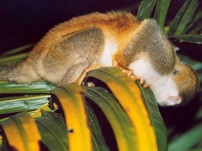 Rotrücken-Totenkopfaffe (Red-backed Squirrel Monkey, Saimiri oerstedii); Foto: 05.02.2004, Puerto Quepos