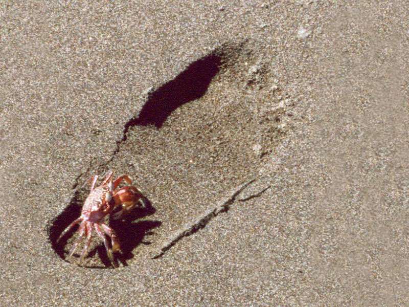 Pazifische Geisterkrabbe (Painted Ghost Crab, Ocypode gaudichaudii); Foto: 07.02.2004, Playa Tortuga