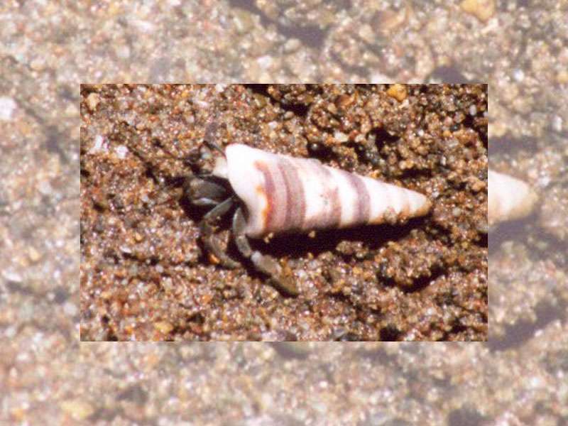 Ecuador-Landeinsiedlerkrebs (Hermit Crab, Coenobita compressus); Foto: 09.02.2004, Nähe Playa Rincon de San Josecito