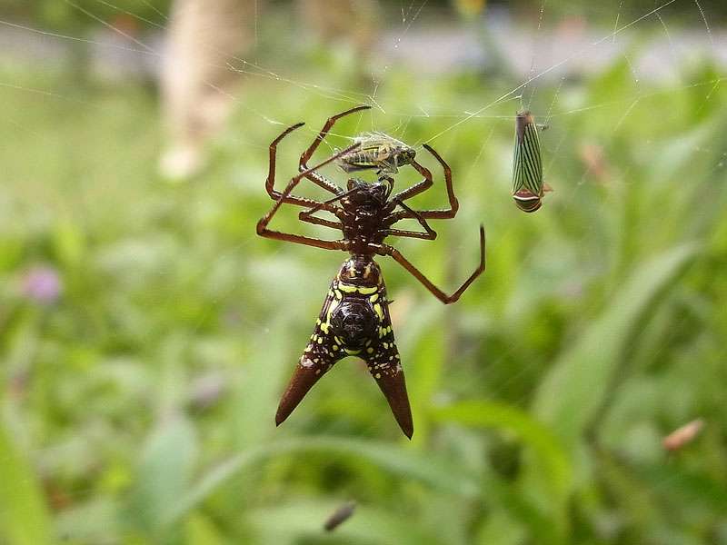 Micrathena sexspinosa, Unterseite eines Weibchens; Foto: 26.04.2012, Braulio-Carrillo-Nationalpark