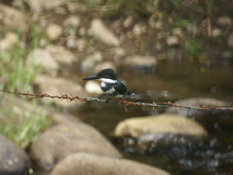 Weiblicher Grünfischer (Green Kingfisher, Chloroceryle americana); Foto: 26.04.2012, Braulio-Carrillo-Nationalpark