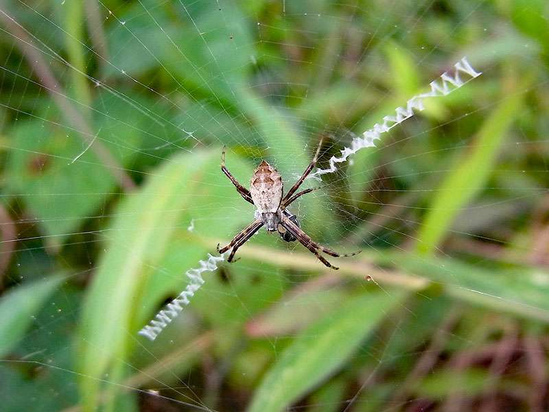 Jugendliche weibliche Silberspinne (Silver Argiope Spider, Argiope argentata); Foto: 26.04.2012, Nähe Puerto Viejo de Sarapiquí