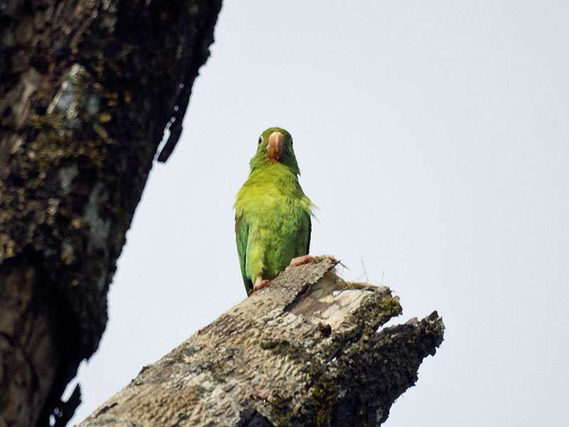 Tovisittich (Orange-chinned Parakeet, Brotogeris jugularis); Foto: 26.04.2012, Nähe Puerto Viejo de Sarapiquí