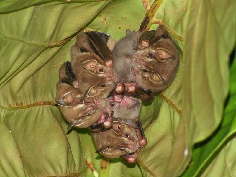 Zwergfruchtfledermaus (Pigmy Fruit-eating Bat, Artibeus phaeotis); Foto: 27.04.2012, La Selva Biological Station