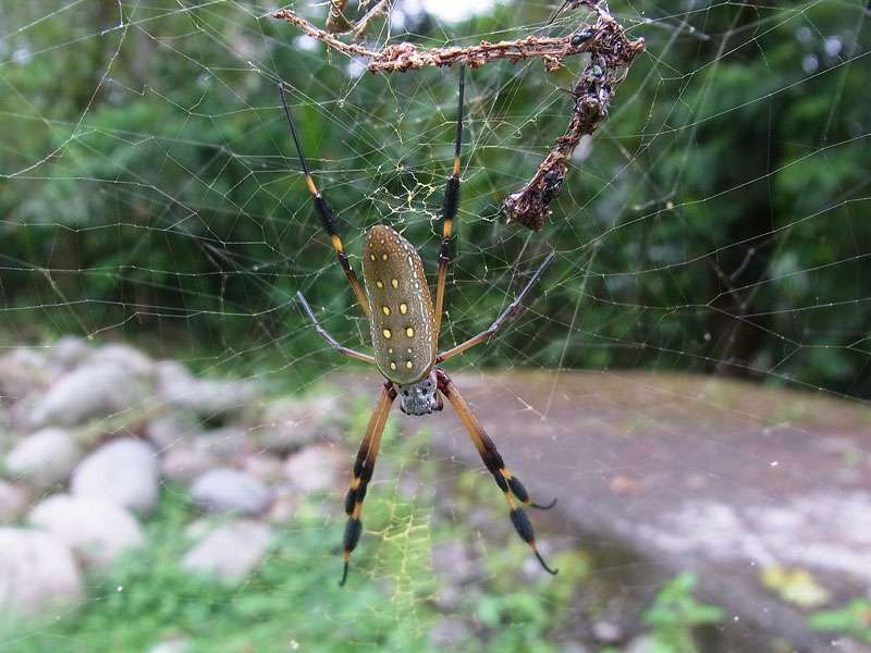 Goldene Seidenspinne (Golden Orb-web Spider, Nephila clavipes), Weibchen; Foto: 27.04.2012, La Selva Biological Station