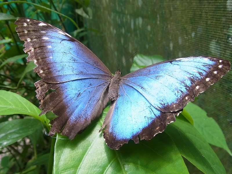 Mittelamerikanischer Blauer Morpho (Peleides Blue Morpho, Morpho peleides); Foto: 28.04.2012, Schmetterlingsfarm im Ecocentro Danaus, 188 msm; dies ist keine Freilandaufnahme