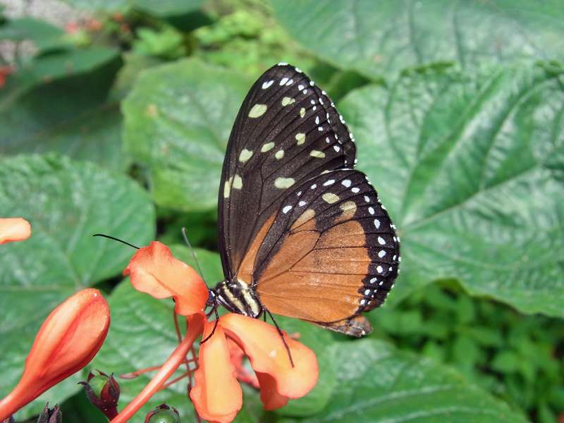 Tithorea tarricina (Cream-spotted Tigerwing); Foto: 28.04.2012, Schmetterlingsfarm im Ecocentro Danaus, 188 msm; dies ist keine Freilandaufnahme