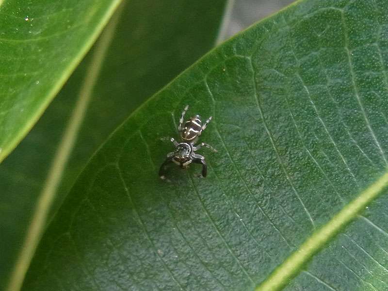 Unbestimmte Spinnenart Nr. 5, Springspinne (Salticidae); Foto: 29.04.2012, Arenal-Nationalpark