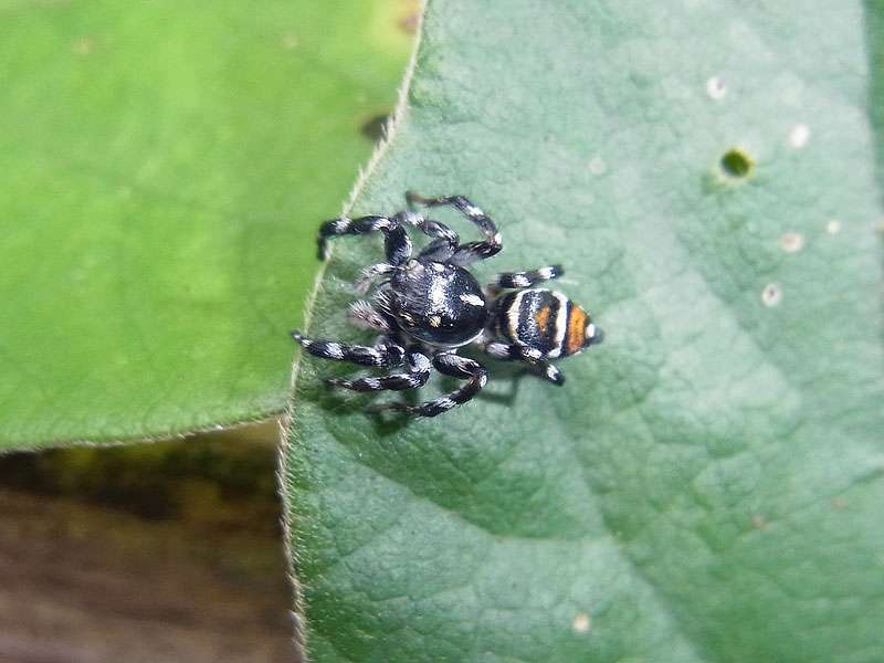 Unbestimmte Spinnenart Nr. 6, Springspinne (Salticidae); Foto: 29.04.2012, Arenal-Nationalpark