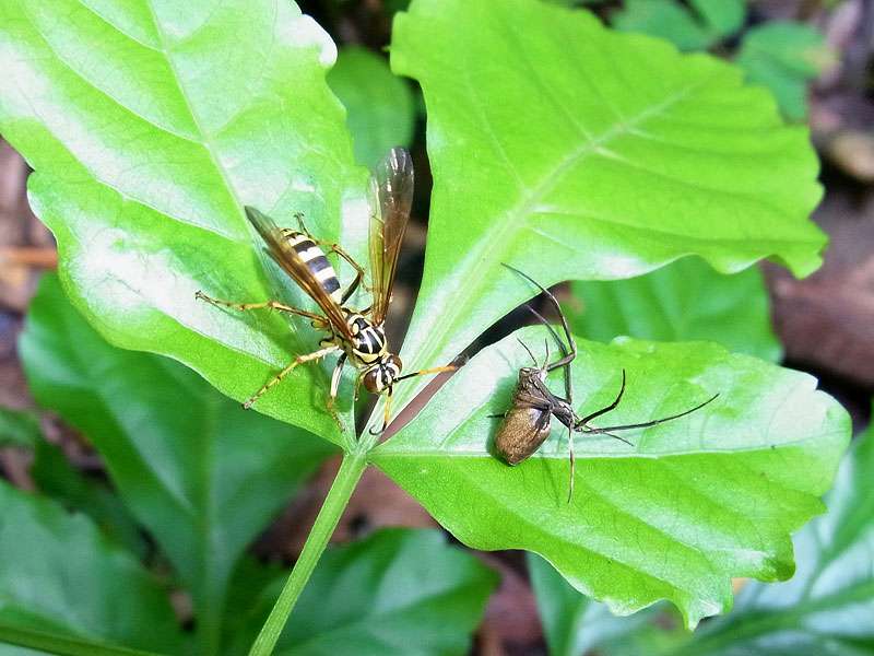 Unbestimmte Spinnenart Nr. 7, das Tier wurde von einer Wespe (Poecilopompilus mixta) attackiert; Foto: 29.04.2012, Arenal-Nationalpark