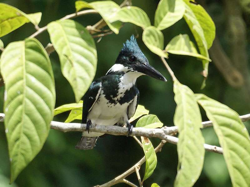 Weiblicher Amazonas-Fischer (Amazon Kingfisher, Chloroceryle amazona); Foto: 30.04.2012, Los Chiles