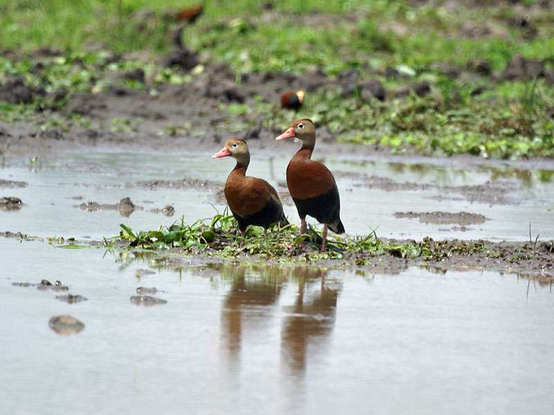 Rotschnabel-Pfeifgans (Black-bellied Whistling-Duck, Dendrocygna autumnalis); Foto: 30.04.2012, Los Chiles