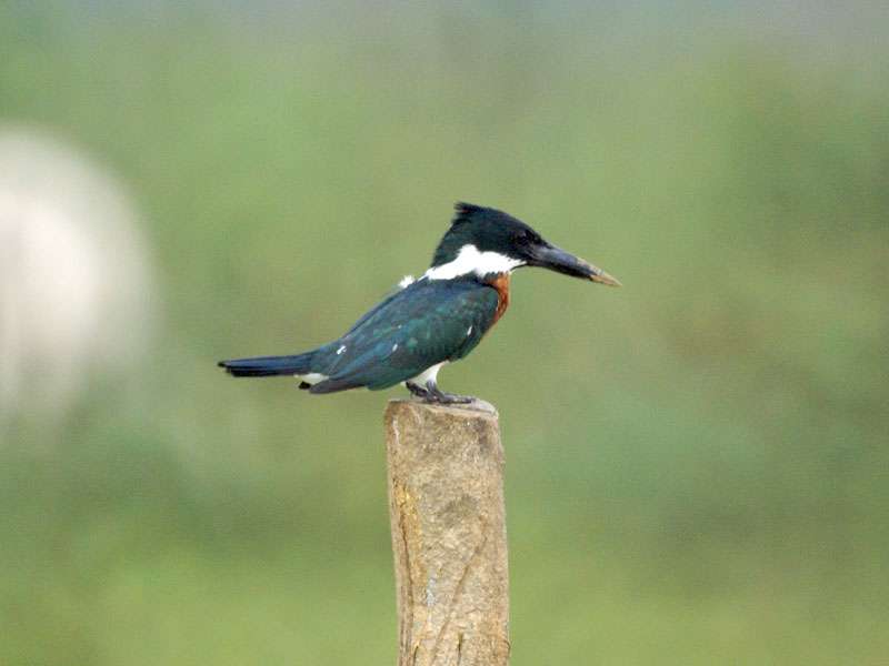 Männlicher Amazonas-Fischer (Amazon Kingfisher, Chloroceryle amazona); Foto: 30.04.2012, Los Chiles