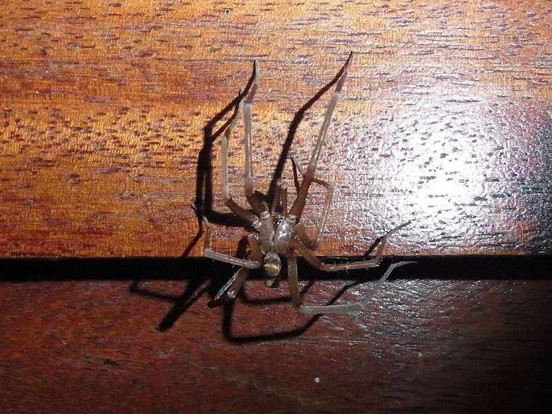Unbestimmte Spinnenart Nr. 8; Foto: 01.05.2012, Santa Elena