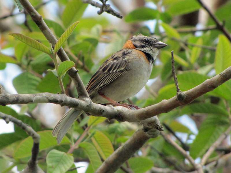Morgenammer (Rufous-collared Sparrow, Zonotrichia capensis), Altvogel; Foto: 01.05.2012, El Dos de Tilaran