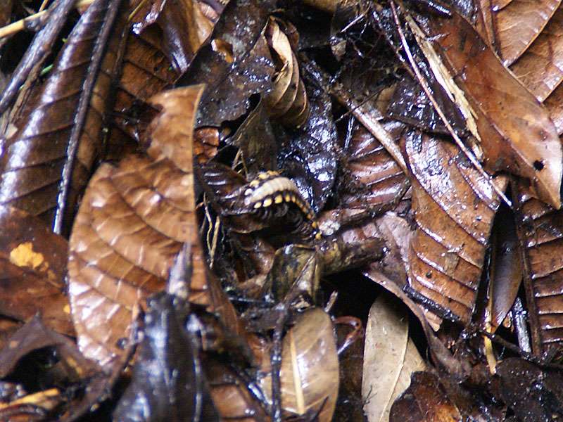 Belegbild eines Python-Tausendfüßers (Python Millipede, Nyssodesmus python); Foto: 02.05.2012, Monteverde