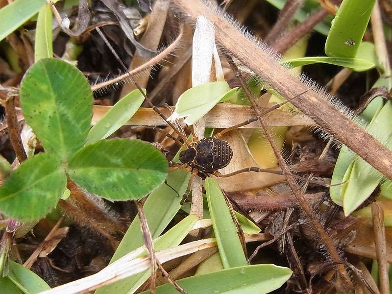 Eucynortula albipunctata; Foto: 02.05.2012, Monteverde