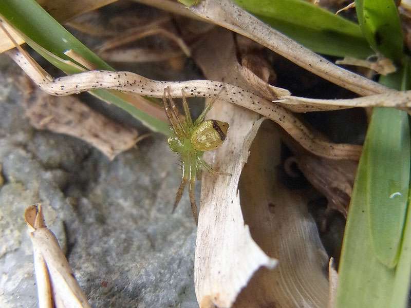 Unbestimmte Spinnenart Nr. 10; Foto: 02.05.2012, Monteverde