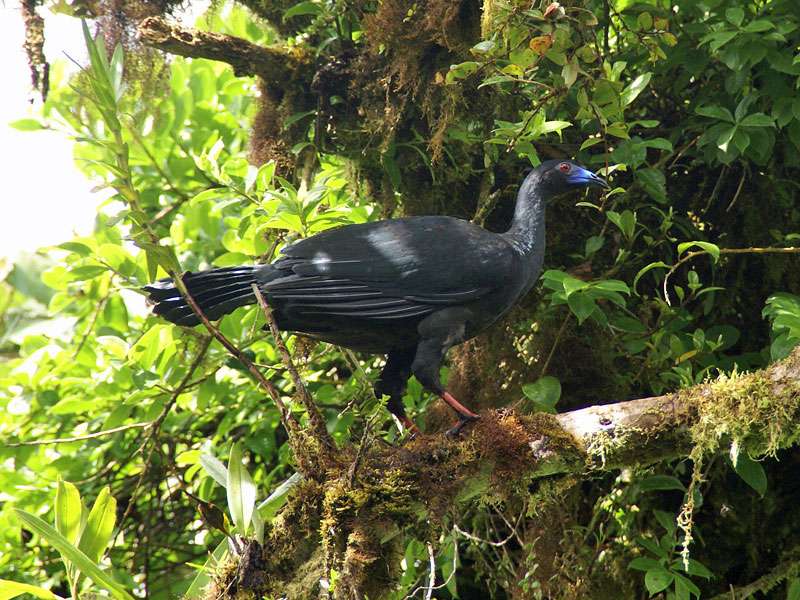 Schwarzguan (Black Guan, Chamaepetes unicolor); Foto: 05.05.2012, Monteverde