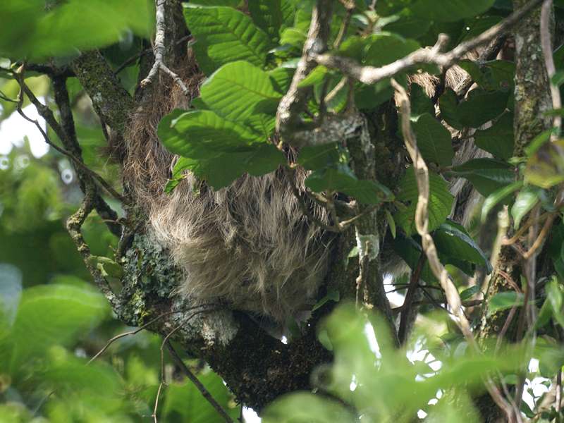 Fellknäuel in einem Baum: Hoffmann-Zweifingerfaultier (Hoffmann's Two-toed Sloth, Choloepus hoffmanni); Foto: 02.05.2012, Santa Elena