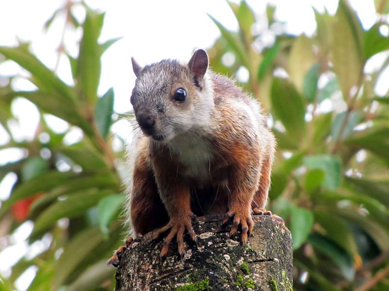 Bunthörnchen (Variegated Squirrel, Sciurus variegatoides); Foto: 02.05.2012, Santa Elena
