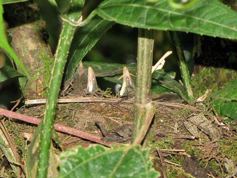 Gilbdrossel-Nest mit drei Jungvögeln (Clay-colored Robin, Turdus grayi); Foto: 02.05.2012, Monteverde