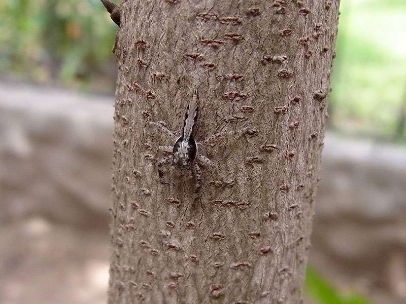 Unbestimmte Spinnenart Nr. 12 (Platycryptus sp.); Foto: 03.05.2012, Nähe Limonal