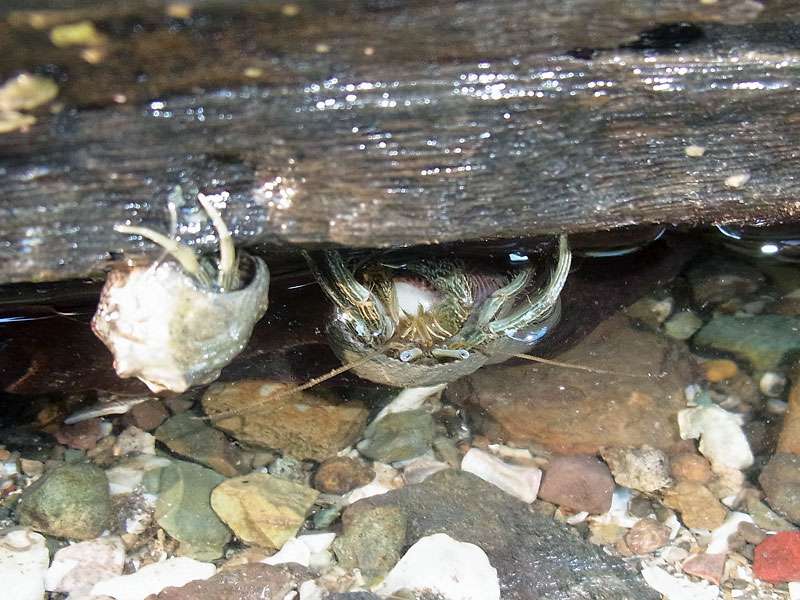 Ecuador-Landeinsiedlerkrebs (Hermit Crab, Coenobita compressus); Foto: 04.05.2012, Nähe Manzanillo