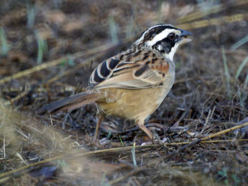 Rostschwanzammer (Stripe-headed Sparrow, Peucaea ruficauda); Foto: 04.05.2012, Nähe Manzanillo