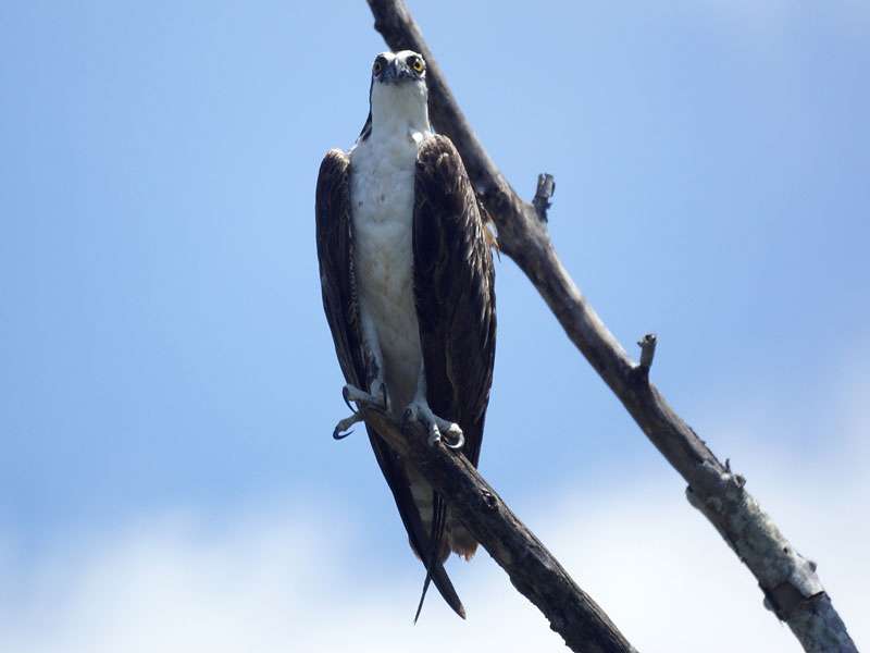 Fischadler (Osprey, Pandion haliaetus); Foto: 04.05.2012, Río Tempisque