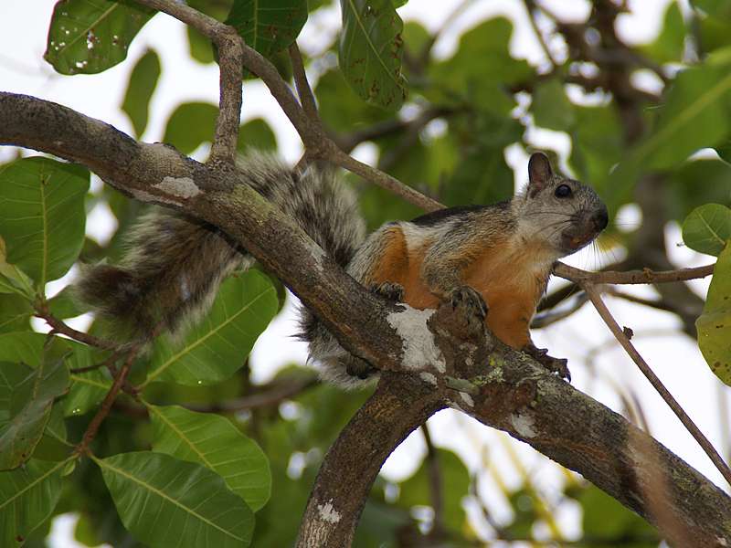 Bunthörnchen (Variegated Squirrel, Sciurus variegatoides); Foto: 05.05.2012, Ensenada Lodge, Nähe Manzanillo