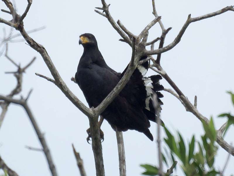 Krabbenbussard (Common Black-Hawk, Buteogallus anthracinus); Foto: 05.05.2012, Salinen der Ensenada Lodge, Nähe Manzanillo