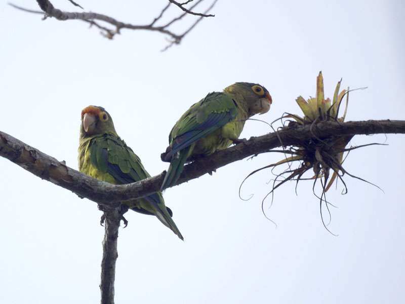 Elfenbeinsittich (Orange-fronted Parakeet, Eupsittula canicularis); Foto: 05.05.2012, Nähe Manzanillo