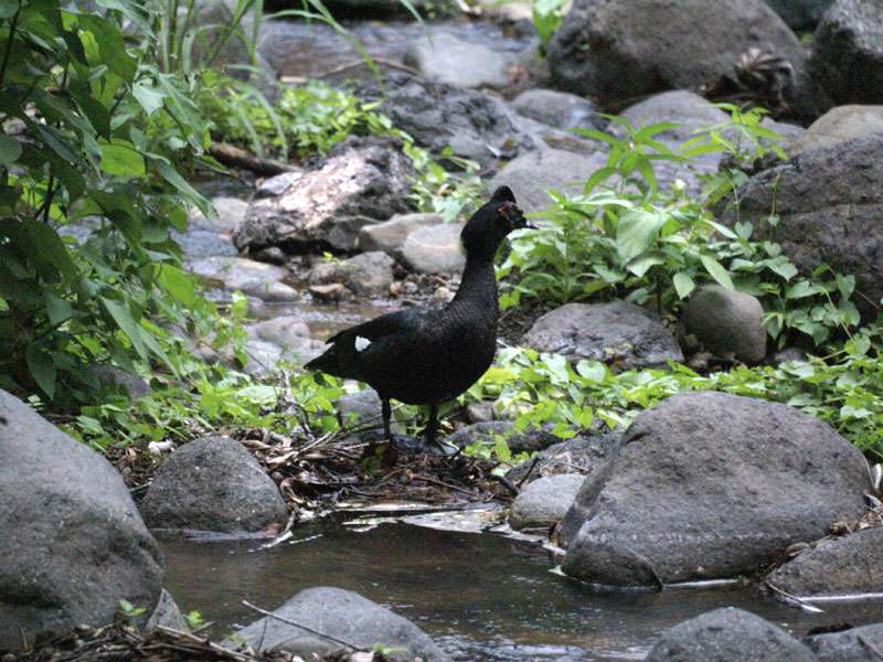 Moschusente (Muscovy Duck, Cairina moschata); Foto: 05.05.2012, Tárcoles