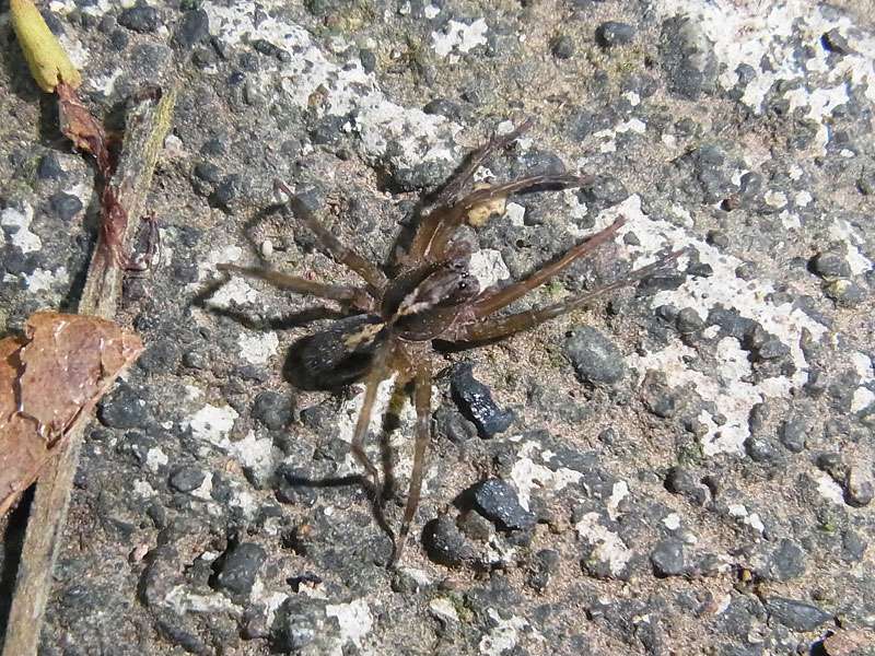 Unbestimmte Spinnenart Nr. 16; Foto: 06.05.2012, Carara-Nationalpark
