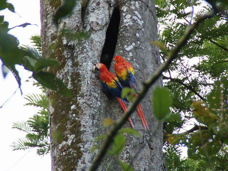 Hellroter Ara (Scarlet Macaw, Ara macao); Foto: 06.05.2012, Carara-Nationalpark