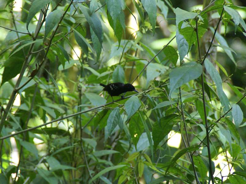 Männlicher Kapuzenameisenwürger (Black-hooded Antshrike, Thamnophilus bridgesi); Foto: 06.05.2012, Carara-Nationalpark