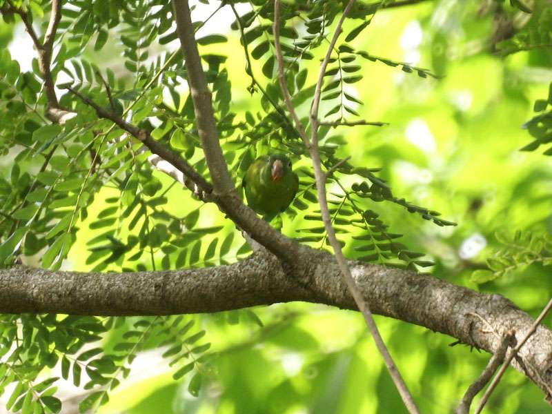 Tovisittich (Orange-chinned Parakeet, Brotogeris jugularis); Foto: 06.05.2012, Dominical