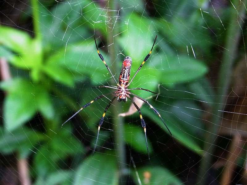 Goldene Seidenspinne (Golden Orb-web Spider, Nephila clavipes), Unterseite eines Weibchens; Foto: 07.05.2012, Hacienda Barú National Wildlife Refuge