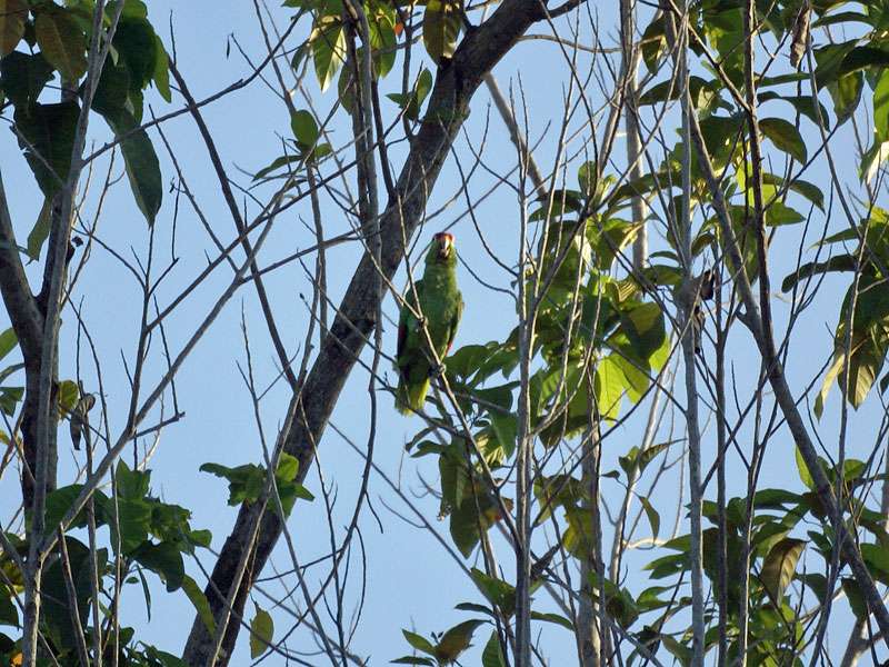 Gelbwangenamazone (Red-lored Parrot, Amazona autumnalis); Foto: 07.05.2012, Dominical