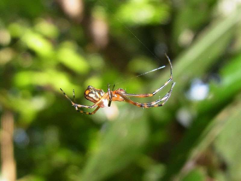 Unbestimmte Spinnenart Nr. 17; Foto: 07.05.2012, Hacienda Barú National Wildlife Refuge